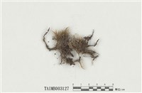 藏品(珠苔屬)的圖片